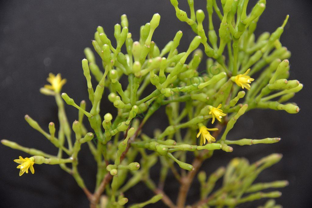 Hatiora salicornioides f. salicornioides, AJ 128, Rio de Janeiro