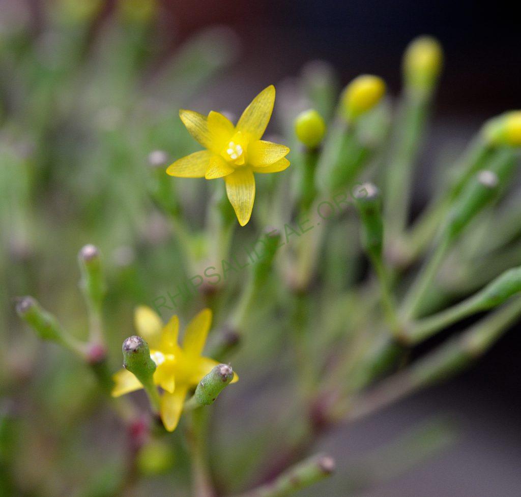Hatiora salicornioides f. salicornioides, AJ 128, Rio de Janeiro