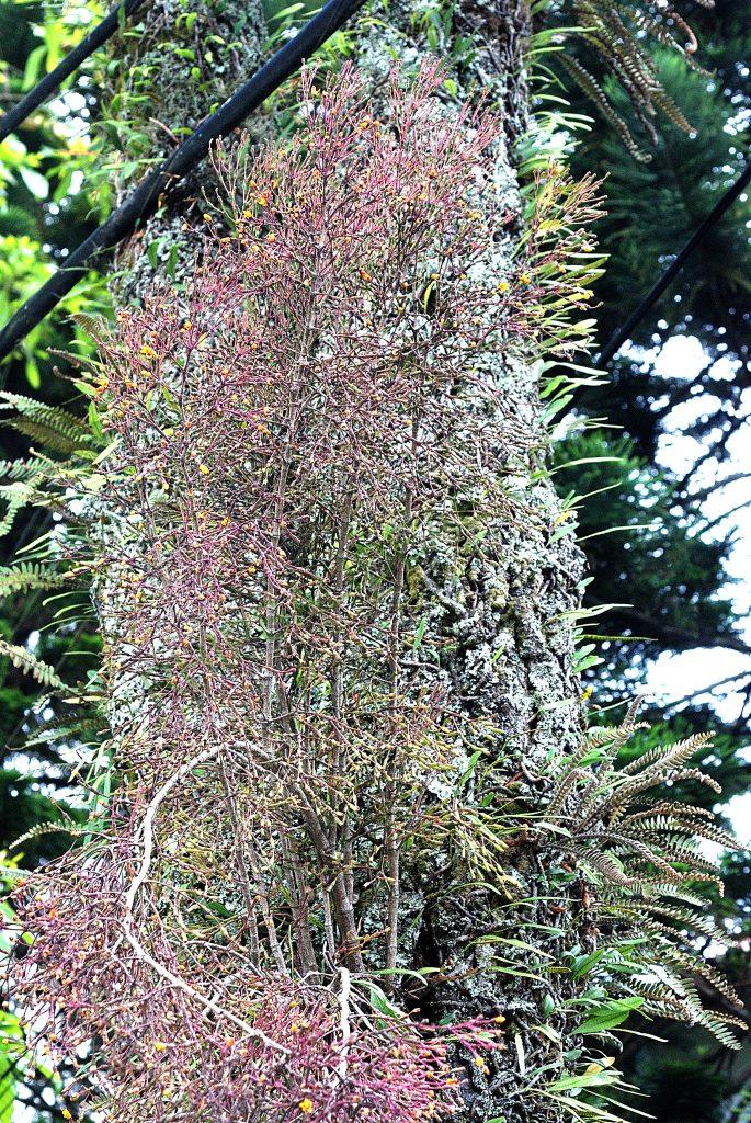 Hatiora salicornioides f. salicornioides, Petrópolis, Rio de Janeiro, Brazil