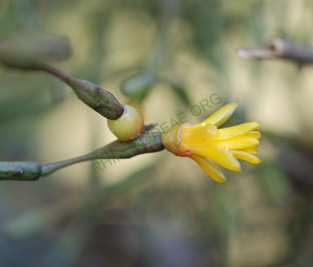 Hatiora salicornioides f. salicornioides, Serra dos Órgãos, Rio de Janeiro, Brazil