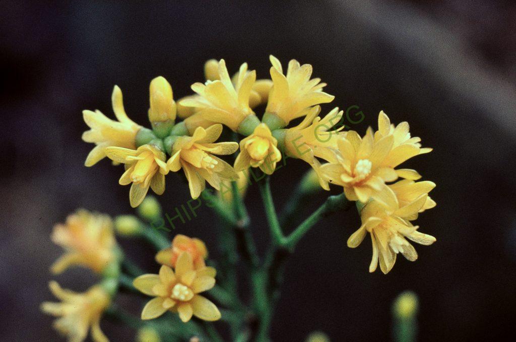 Hatiora salicornioides f. salicornioides, © W. Barthlott, Lotus-Salvinia.de