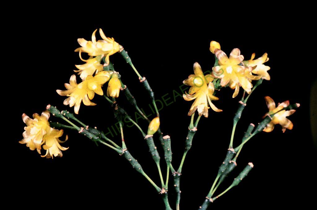 Hatiora salicornioides f. salicornioides, © W. Barthlott, Lotus-Salvinia.de