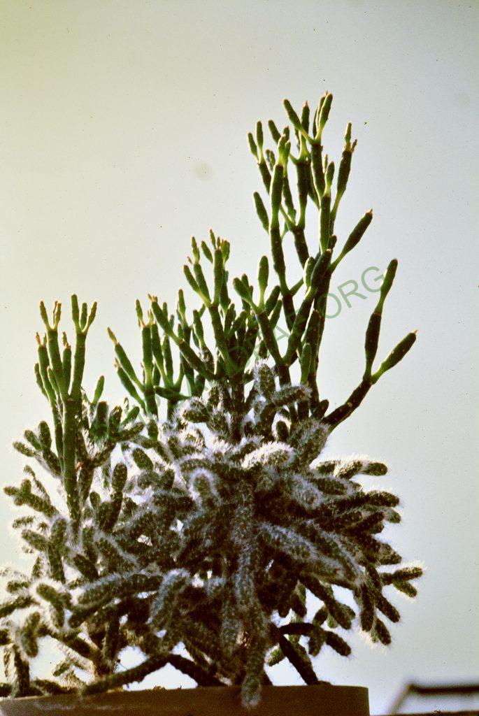 Hatiora salicornioides f. salicornioides, juvenile and adult growth, © W. Barthlott, Lotus-Salvinia.de