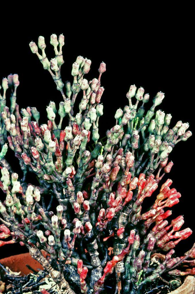 Hatiora salicornioides f. salicornioides, © W. Barthlott, Lotus-Salvinia.de