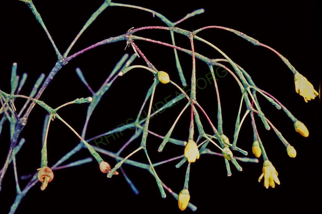 Hatiora salicornioides f. salicornioides, © W. Barthlott, Lotus-Salvinia.de