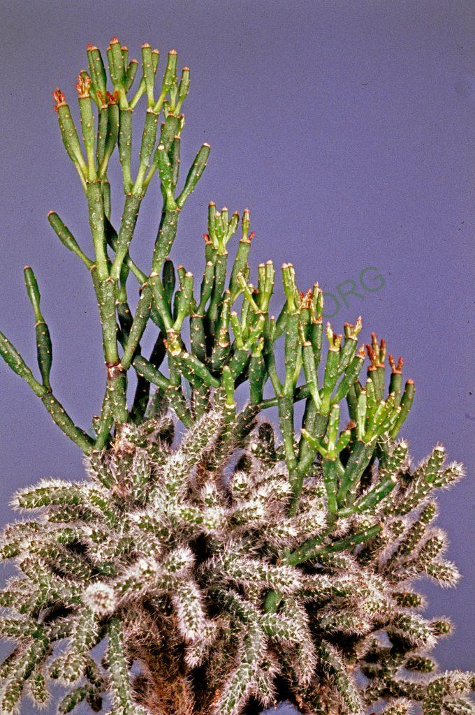 Hatiora salicornioides f. salicornioides, juvenile and adult growth, © W. Barthlott, Lotus-Salvinia.de