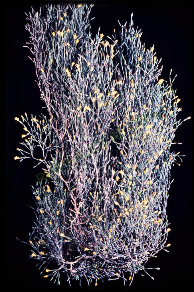 Hatiora salicornioides f. salicornioides, © W. Barthlott, Lotus-Salvinia.de