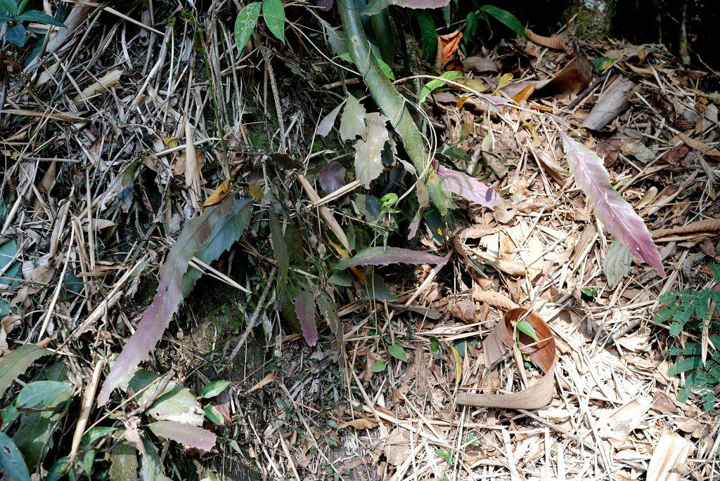 Lepismium houlletianum possibly form houlletianum, Itatiaia, Rio de Janeiro, Brazil