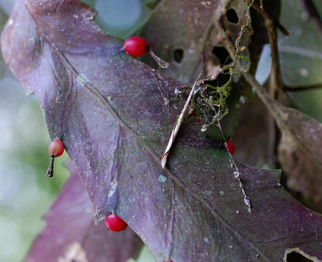 Lepismium houlletianum possibly form houlletianum, Itatiaia, Rio de Janeiro, Brazil
