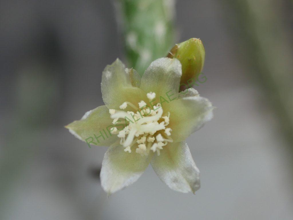 Lepismium lumbricoides f. aculeatum, La Banda, Santiago del Estero, Argentina