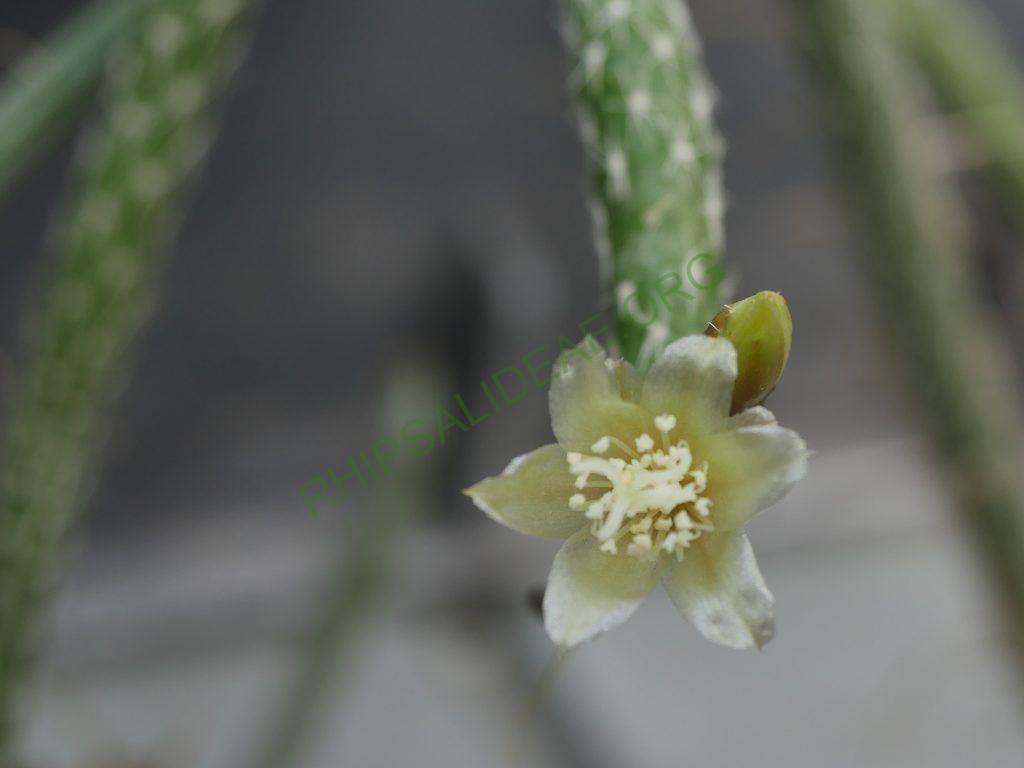 Lepismium lumbricoides f. aculeatum, La Banda, Santiago del Estero, Argentina