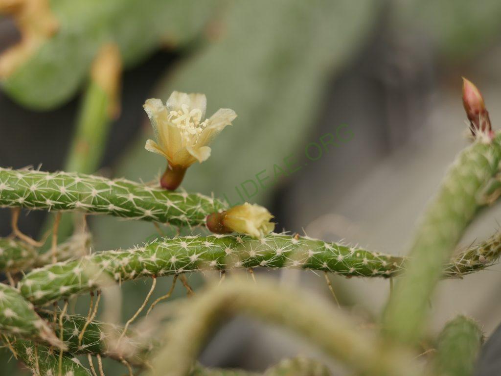 Lepismium lumbricoides f. aculeatum, La Banda, Santiago del Estero, Argentina