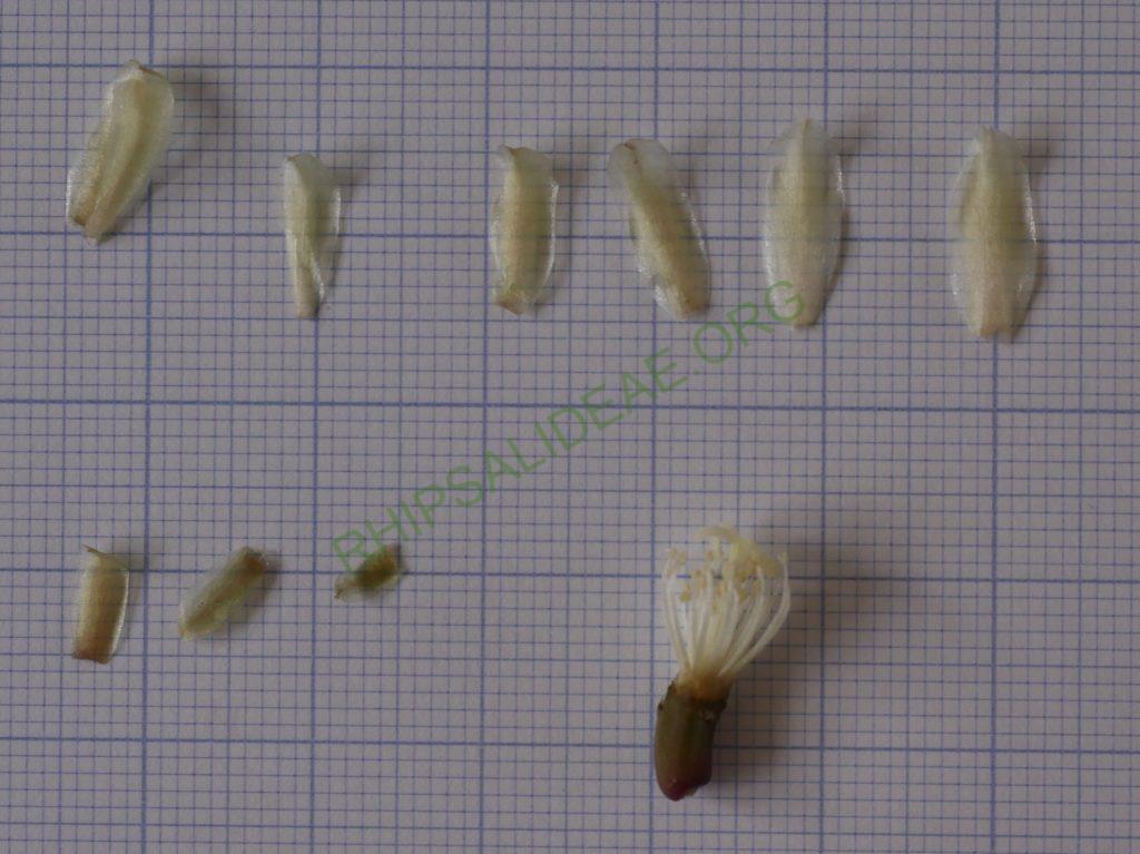 Lepismium lumbricoides f. aculeatum, La Banda, Santiago del Estero, Argentina