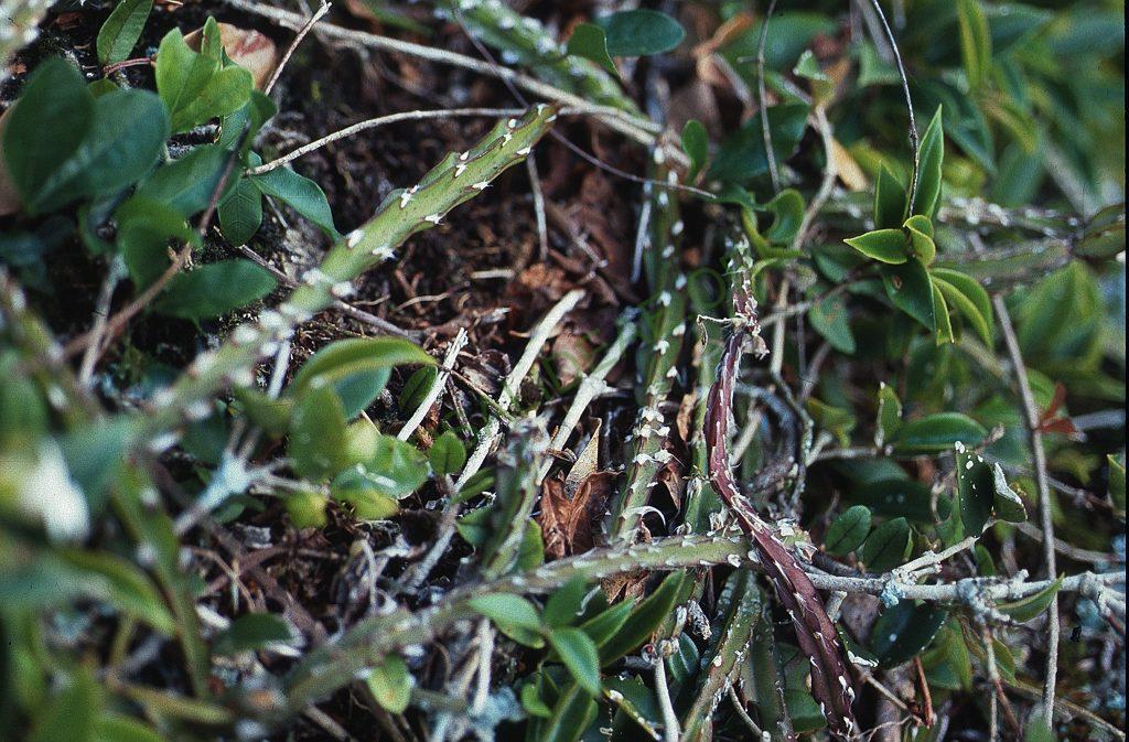 Lepismium cruciforme, Ilha Santa Catarina, Santa Catarina, Brazil