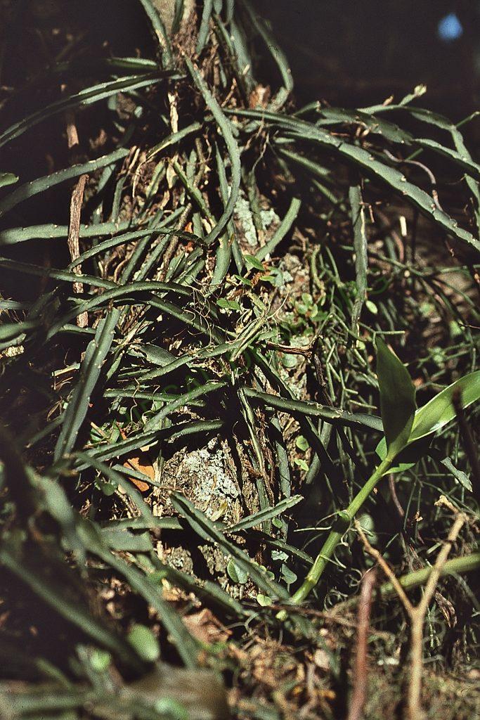Lepismium cruciforme, Ilha Santa Catarina, Santa Catarina, Brazil