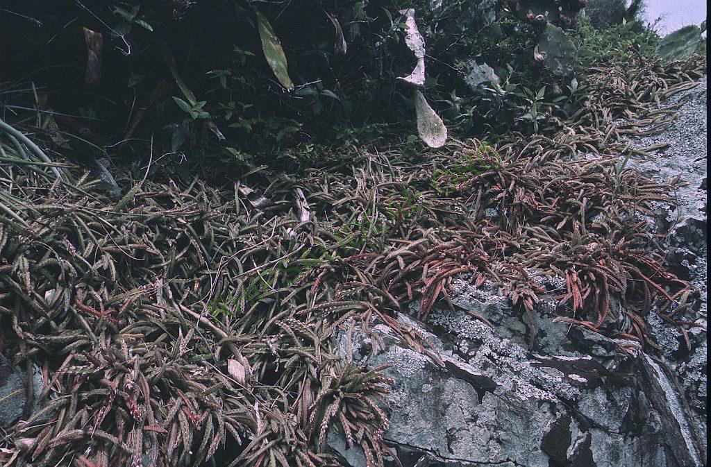 Lepismium cruciforme, on the rocks a meter from the sea, Ilha Santa Catarina, Santa Catarina, Brazil