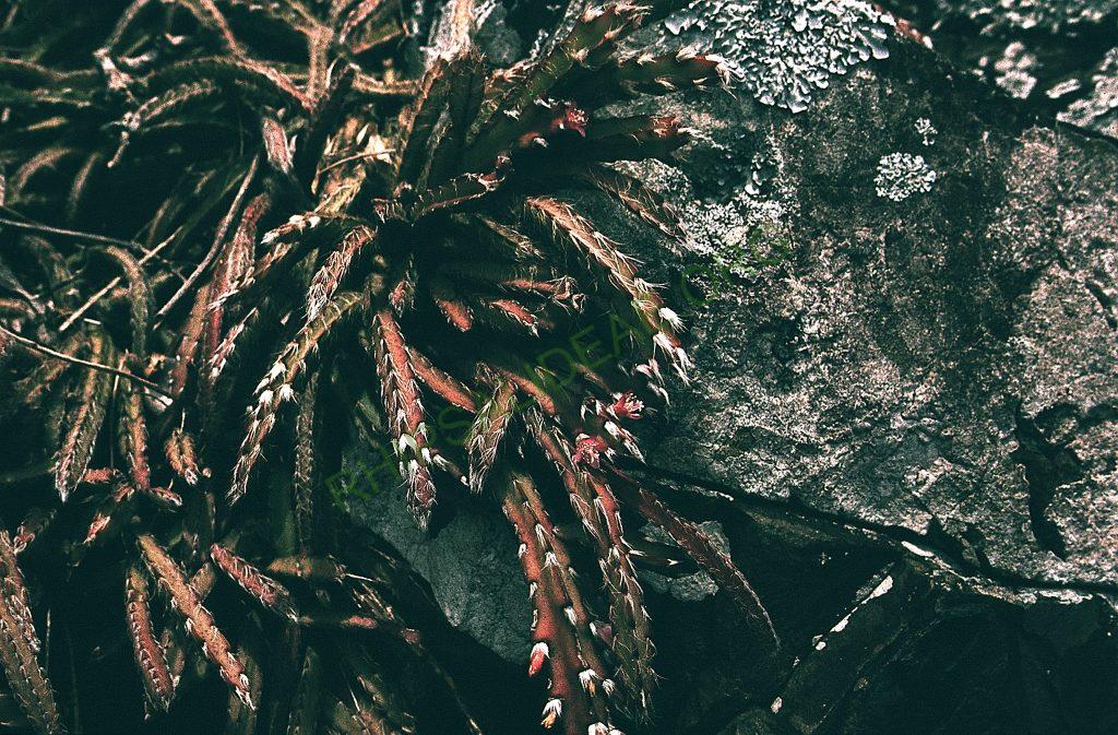 Lepismium cruciforme, on the rocks a meter from the sea, Ilha Santa Catarina, Santa Catarina, Brazil 