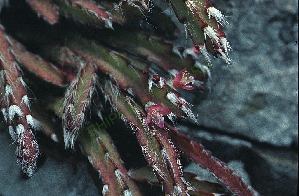 Lepismium cruciforme, on the rocks a meter from the sea, Ilha Santa Catarina, Santa Catarina, Brazil
