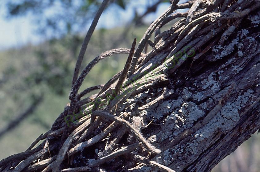 Lepismium lumbricoides f. lumbricoides, Mataral, Bolivia
