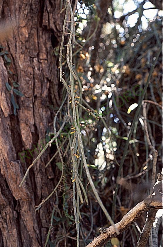 Lepismium lumbricoides f. lumbricoides, Mataral, Bolivia