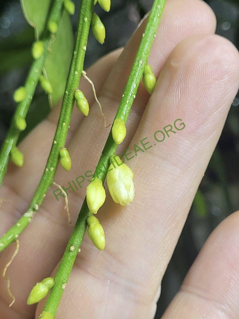 Lepismium lumbricoides f. lumbricoides, BA 023/02, Ciudad del Este, Alto Paraná, Paraguay, 200m