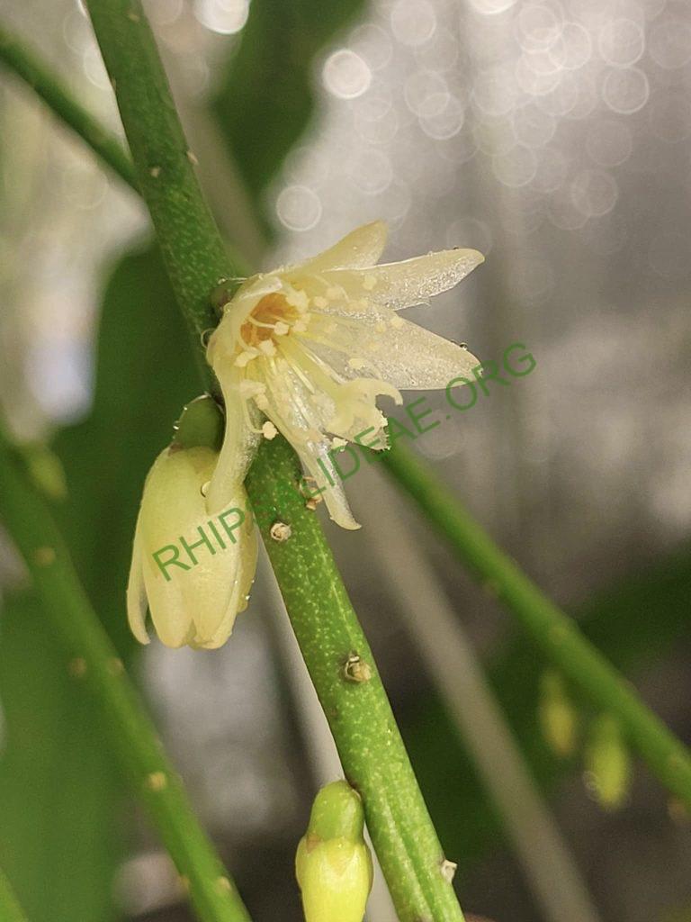 Lepismium lumbricoides f. lumbricoides, BA 023/02, Ciudad del Este, Alto Paraná, Paraguay, 200m