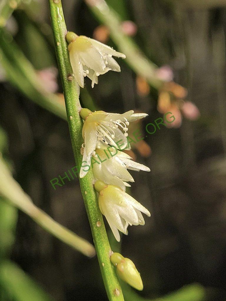 Lepismium lumbricoides f. lumbricoides, BA 023/02, Ciudad del Este, Alto Paraná, Paraguay, 200m
