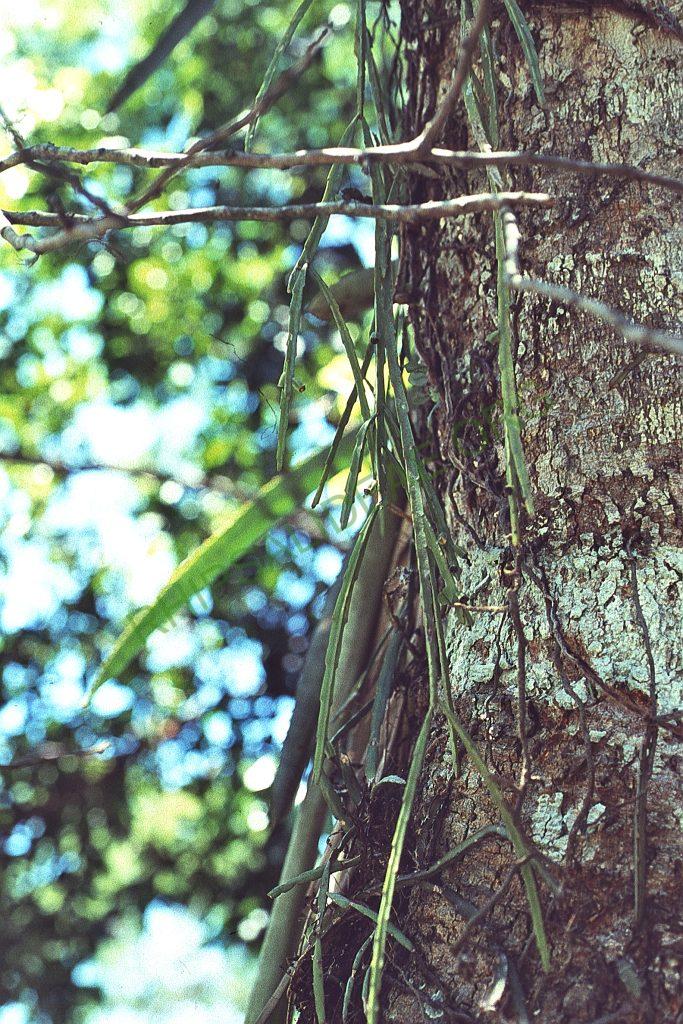 Lepismium warmingianum, A 66, close to the waterfalls of Foz do Iguaçu, Paraná, Brazil