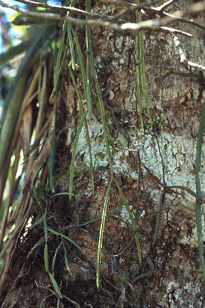 Lepismium warmingianum, A 66, close to the waterfalls of Foz do Iguaçu, Paraná, Brazil