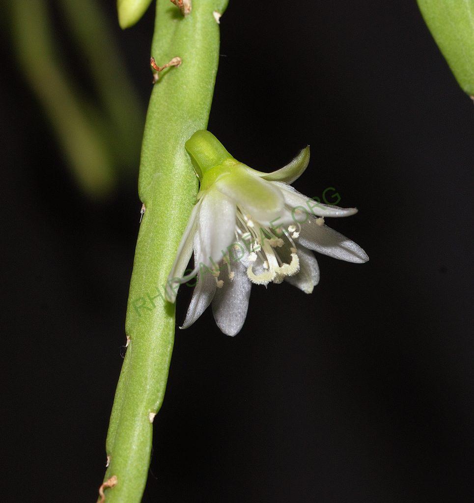 Lepismium warmingianum, A 66, close to the waterfalls of Foz do Iguaçu, Paraná, Brazil
