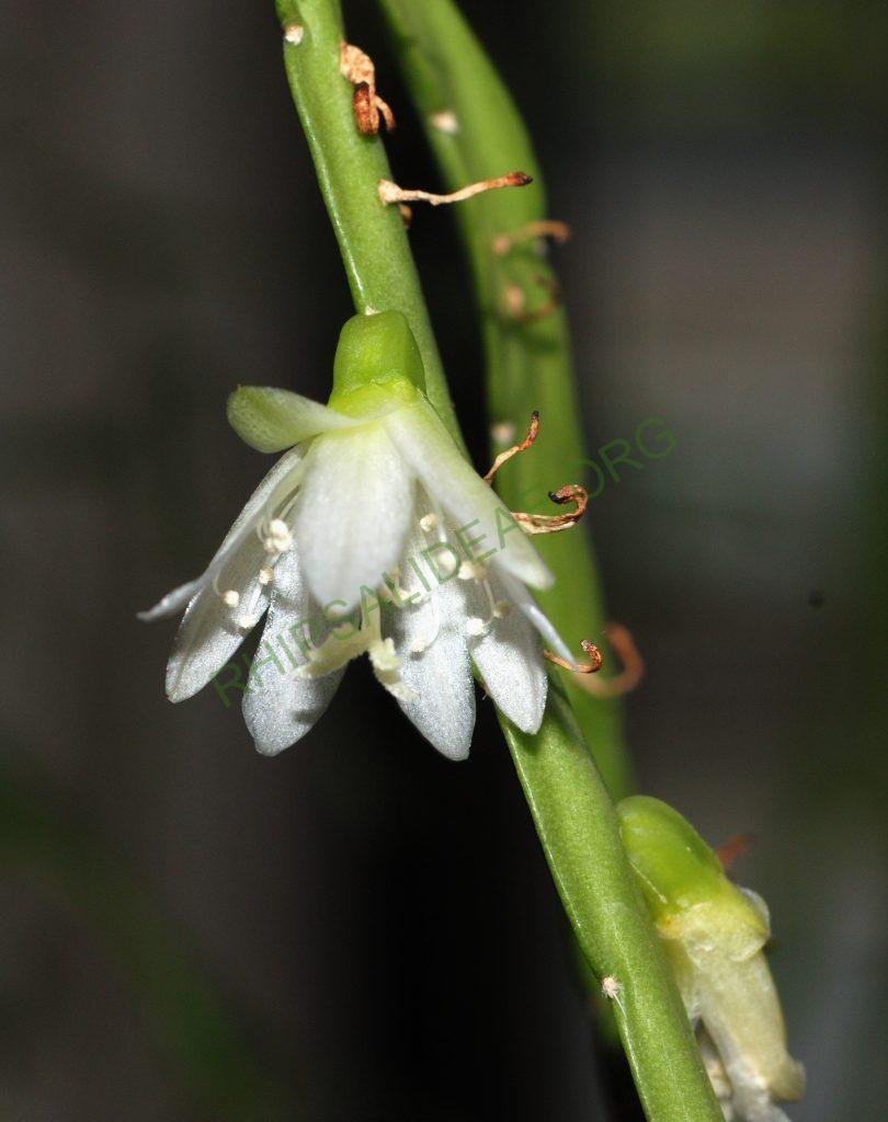 Lepismium warmingianum, A 66, close to the waterfalls of Foz do Iguaçu, Paraná, Brazil