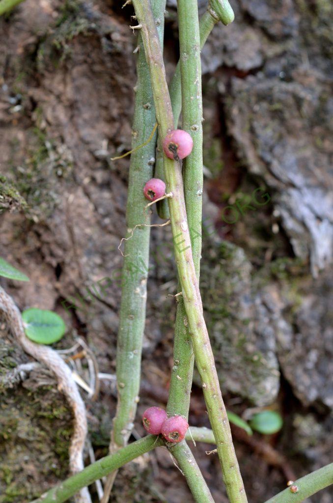 Rhipsalis lindbergiana, Domingos Martins, Espírito Santo, Brazil