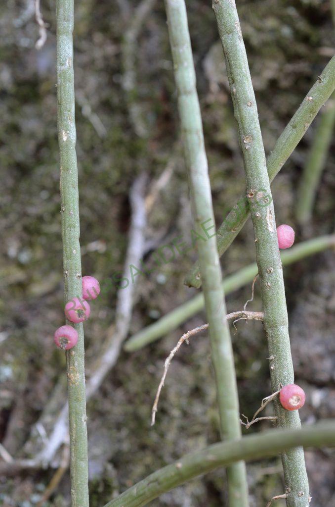 Rhipsalis lindbergiana, Domingos Martins, Espírito Santo, Brazil