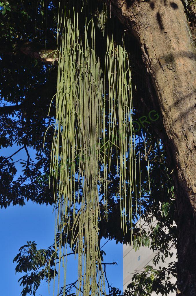Rhipsalis lindbergiana, Nova Friburgo, Rio de Janeiro, Brazil