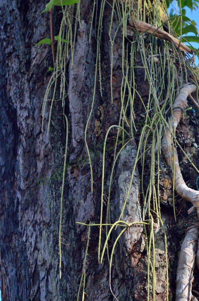 Rhipsalis lindbergiana, Nova Friburgo, Rio de Janeiro, Brazil