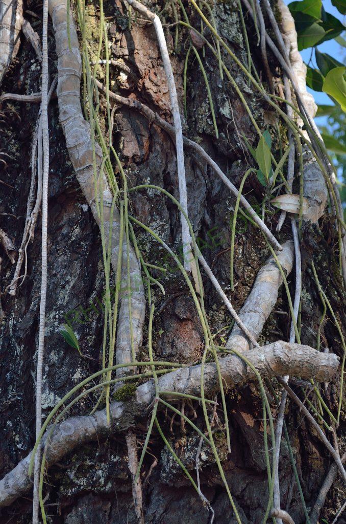 Rhipsalis lindbergiana, Nova Friburgo, Rio de Janeiro, Brazil
