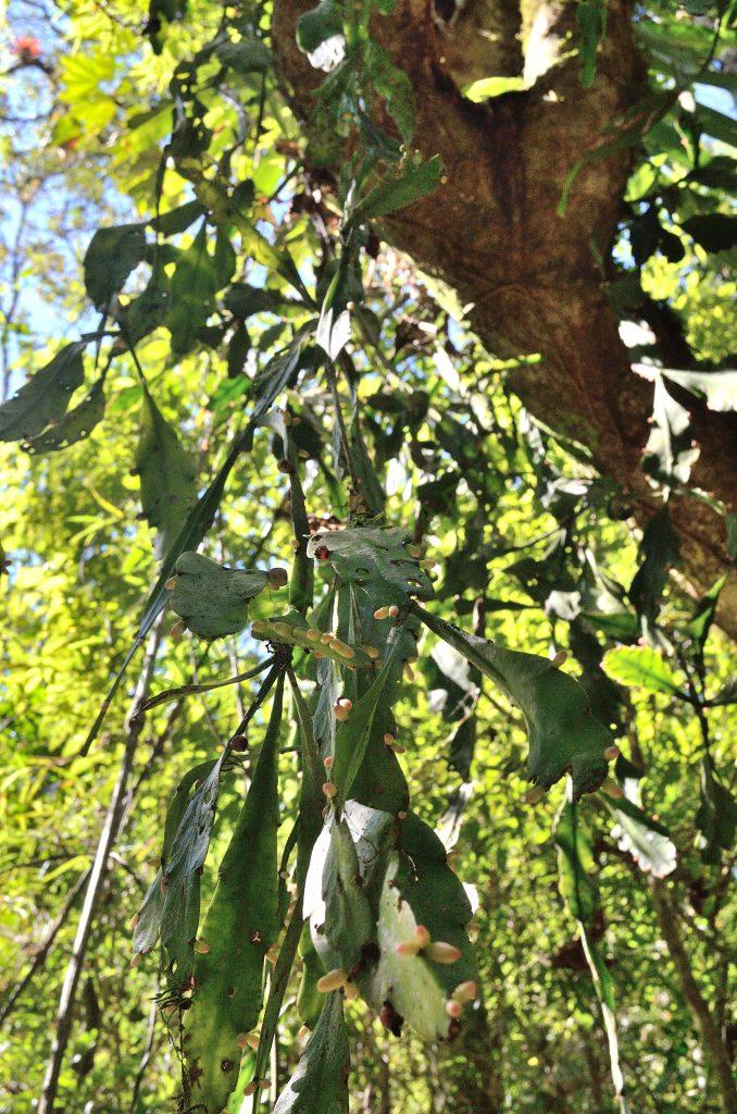 Rhipsalis elliptica, Petrópolis entrance, Serra dos Órgãos, Rio de Janeiro, Brazil