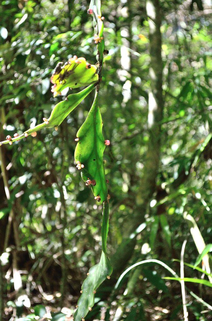 Rhipsalis elliptica, Petrópolis entrance, Serra dos Órgãos, Rio de Janeiro, Brazil