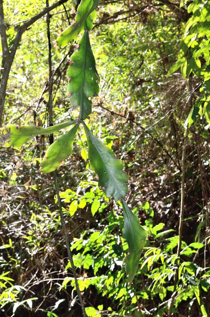 Rhipsalis elliptica, Petrópolis entrance, Serra dos Órgãos, Rio de Janeiro, Brazil