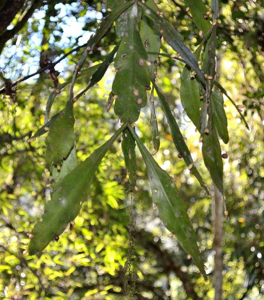 Rhipsalis elliptica, Petrópolis entrance, Serra dos Órgãos, Rio de Janeiro, Brazil