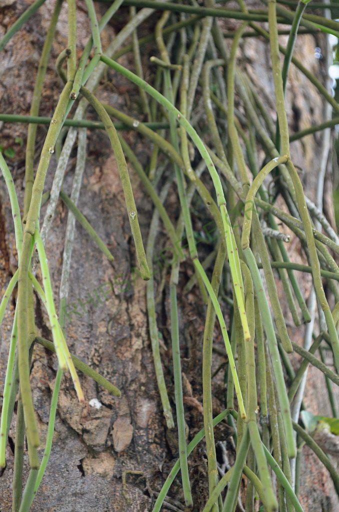 Rhipsalis floccosa subsp. floccosa, AJ 120, Porto Seguro, Bahia, Brazil