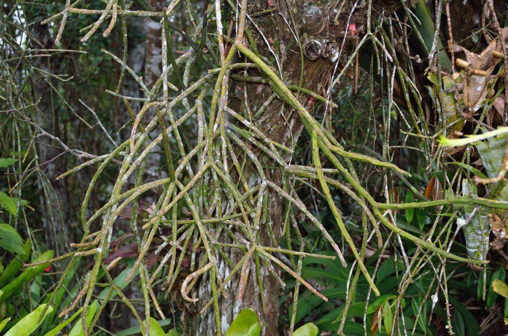 Rhipsalis floccosa subsp. floccosa, Domingos Martins, Espírito Santo, Brazil