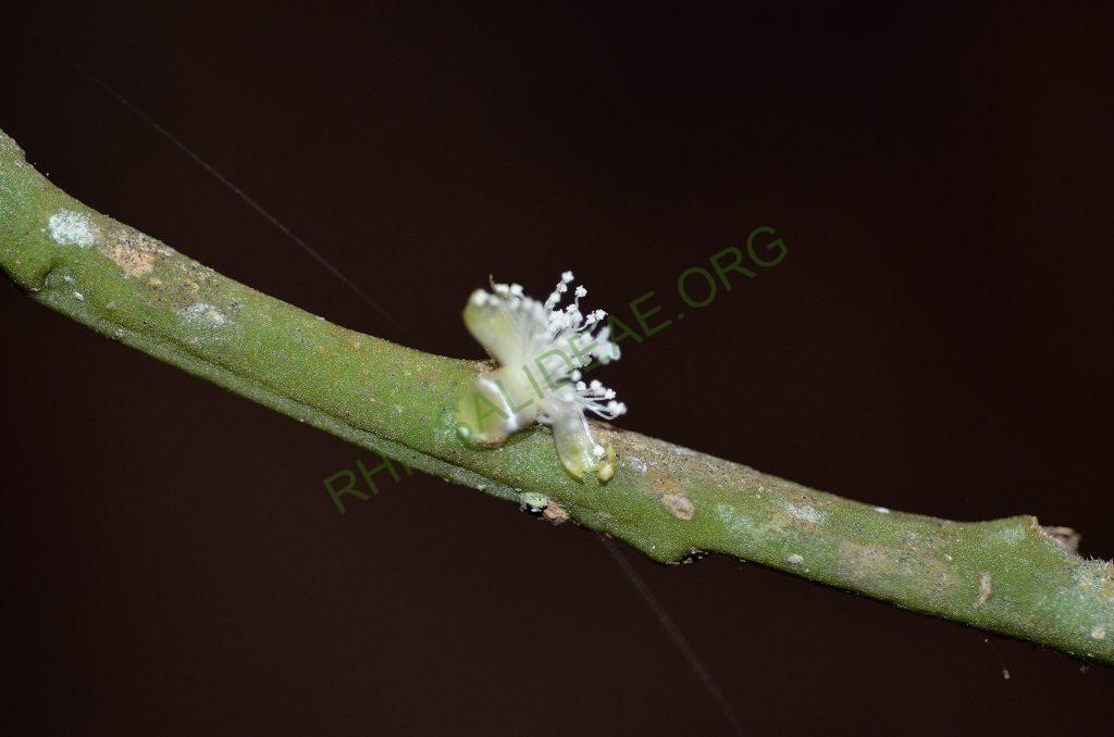 Rhipsalis floccosa subsp. floccosa, Domingos Martins, Espírito Santo, Brazil