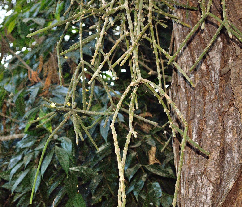Rhipsalis floccosa subsp. floccosa, Domingos Martins, Espírito Santo, Brazil