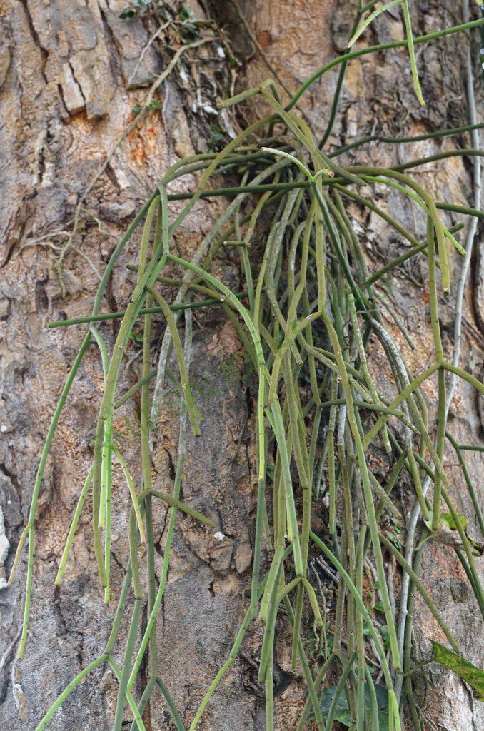 Rhipsalis floccosa subsp. floccosa, AJ 120, Porto Seguro, Bahia, Brazil