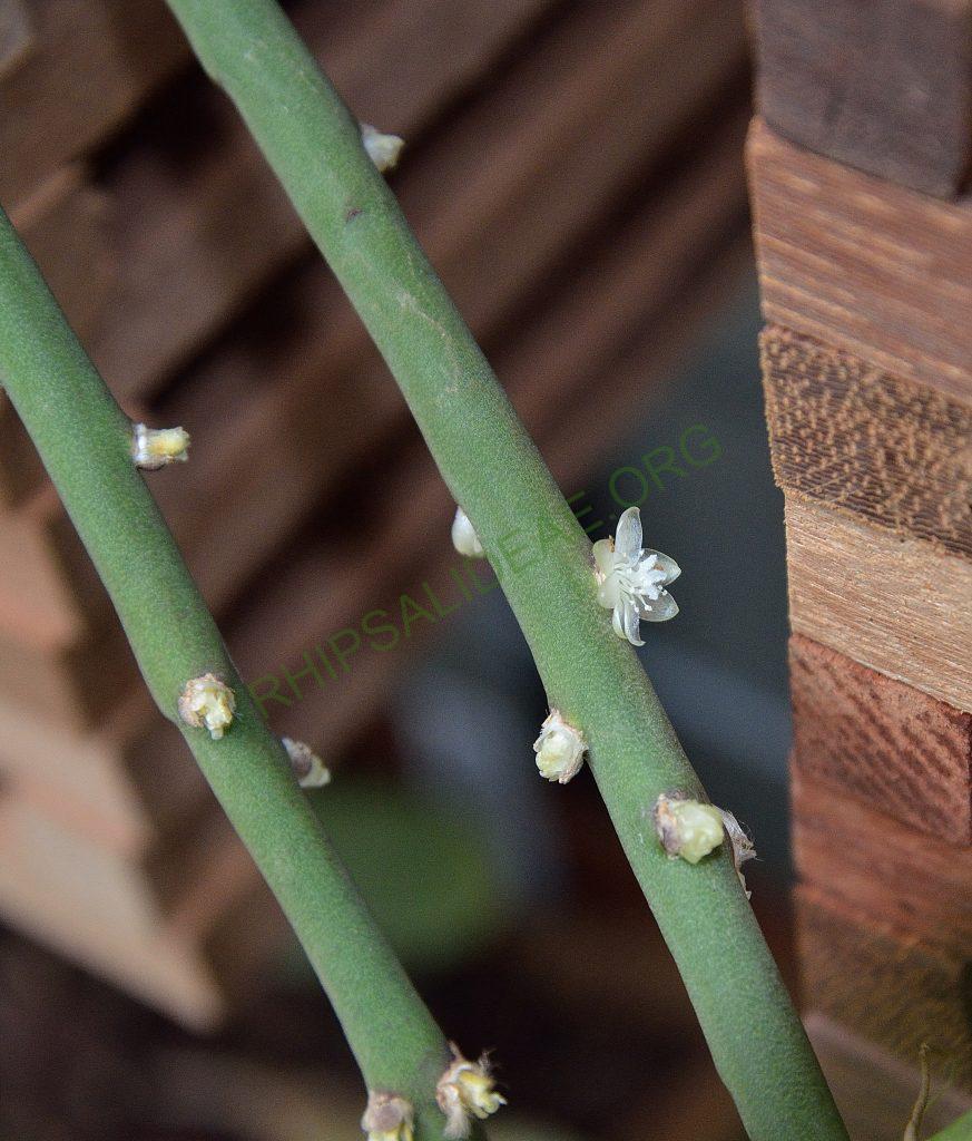 Rhipsalis floccosa subsp. floccosa, seed grown from AJ 120, Porto Seguro, Bahia, Brazil