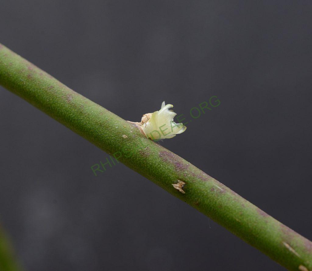 Rhipsalis floccosa subsp. floccosa, seed grown from AJ 120, Porto Seguro, Bahia, Brazil