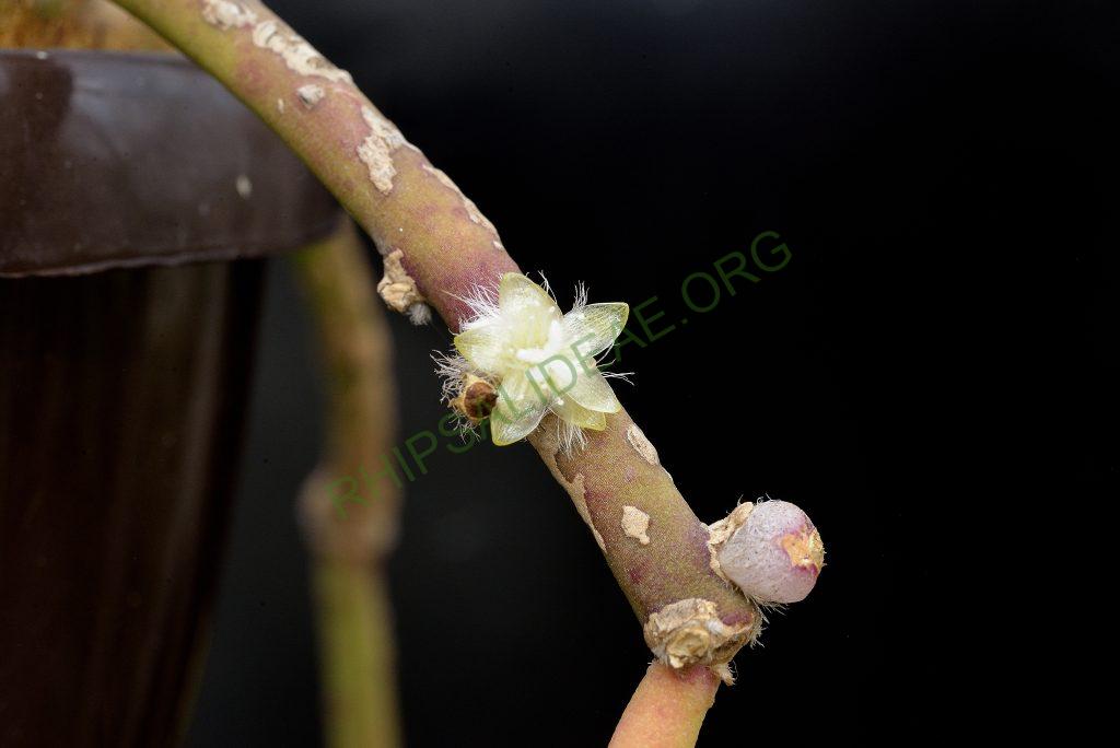 Rhipsalis floccosa subsp. floccosa, seed grown from AJ 120, Porto Seguro, Bahia, Brazil