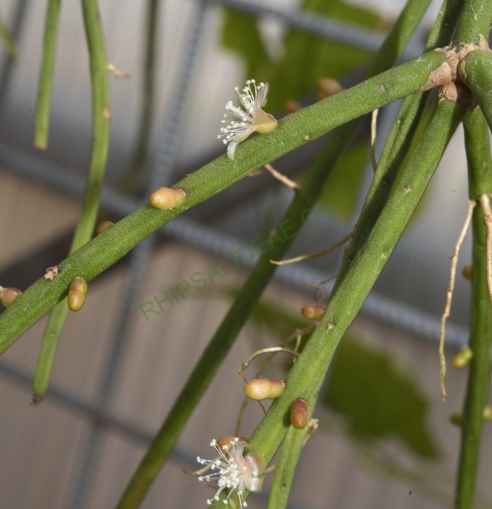 Rhipsalis lindbergiana, AJ 106, Rio de Janeiro