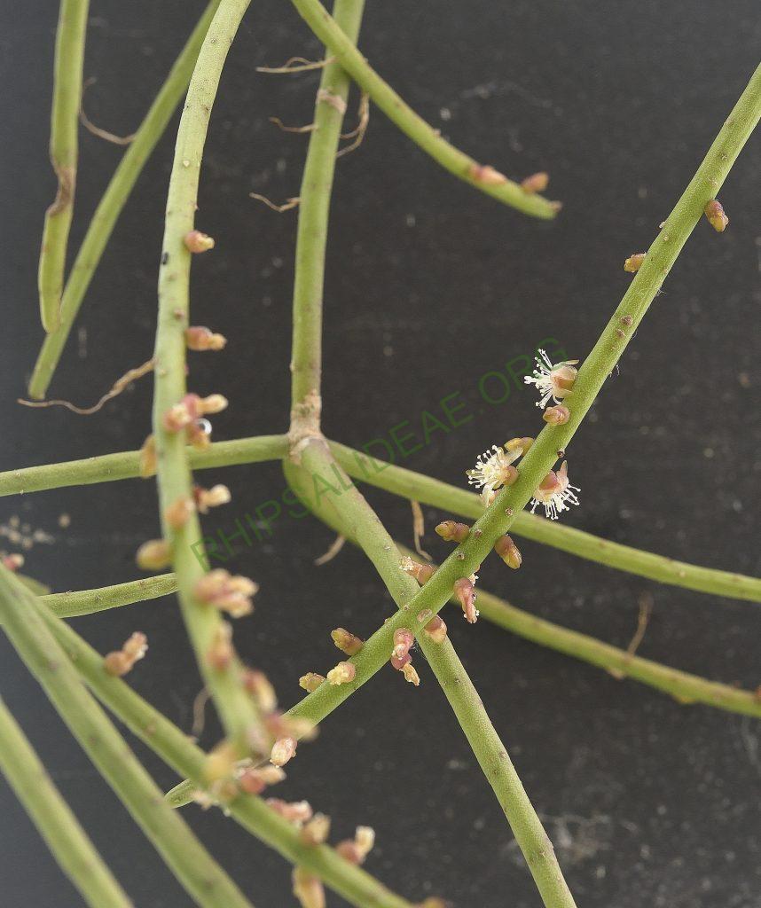 Rhipsalis lindbergiana, AJ 112, Domingos Martins, Espírito Santo, Brazil